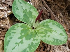 Trillium decumbens