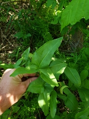 Arum hygrophilum
