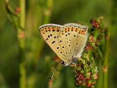 Lycaena tityrus