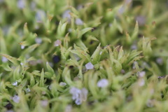 Tortella flavovirens