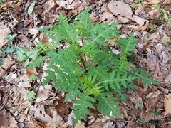 Polymnia laevigata