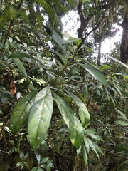 Osmanthus matsumuranus