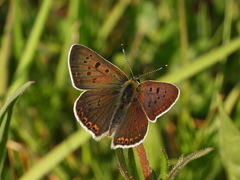 Lycaena tityrus