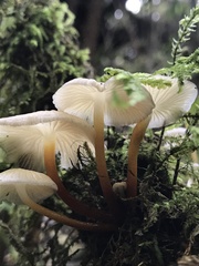Agaricales