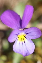 Viola tricolor curtisii