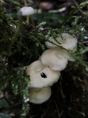 Agaricales