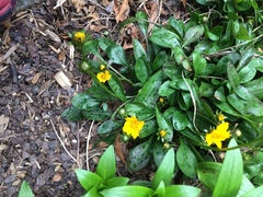 Coreopsis auriculata