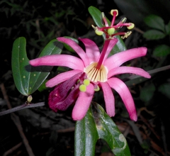 Passiflora cubensis