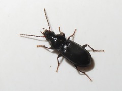 Pterostichus minor