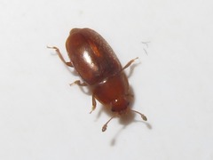Epuraea aestiva