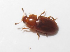 Epuraea aestiva