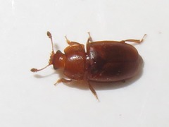 Epuraea aestiva