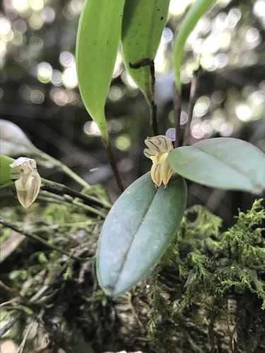 Restrepia striata (Pleurothallopsis striata)