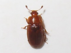 Epuraea aestiva