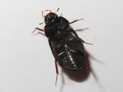 Hydrobius