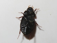 Hydrobius
