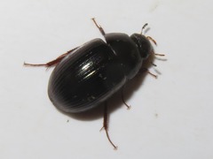 Hydrobius
