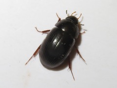 Hydrobius