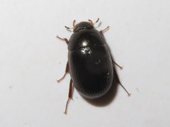 Hydrobius