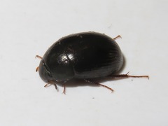 Hydrobius