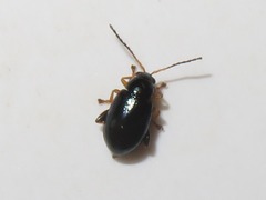Aphthona nonstriata