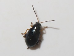 Aphthona nonstriata