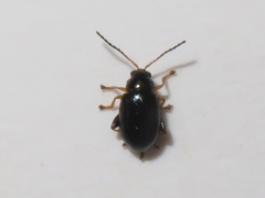 Aphthona nonstriata