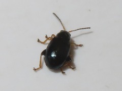 Aphthona nonstriata
