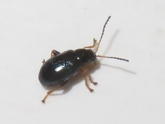 Aphthona nonstriata