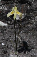 Moraea angusta