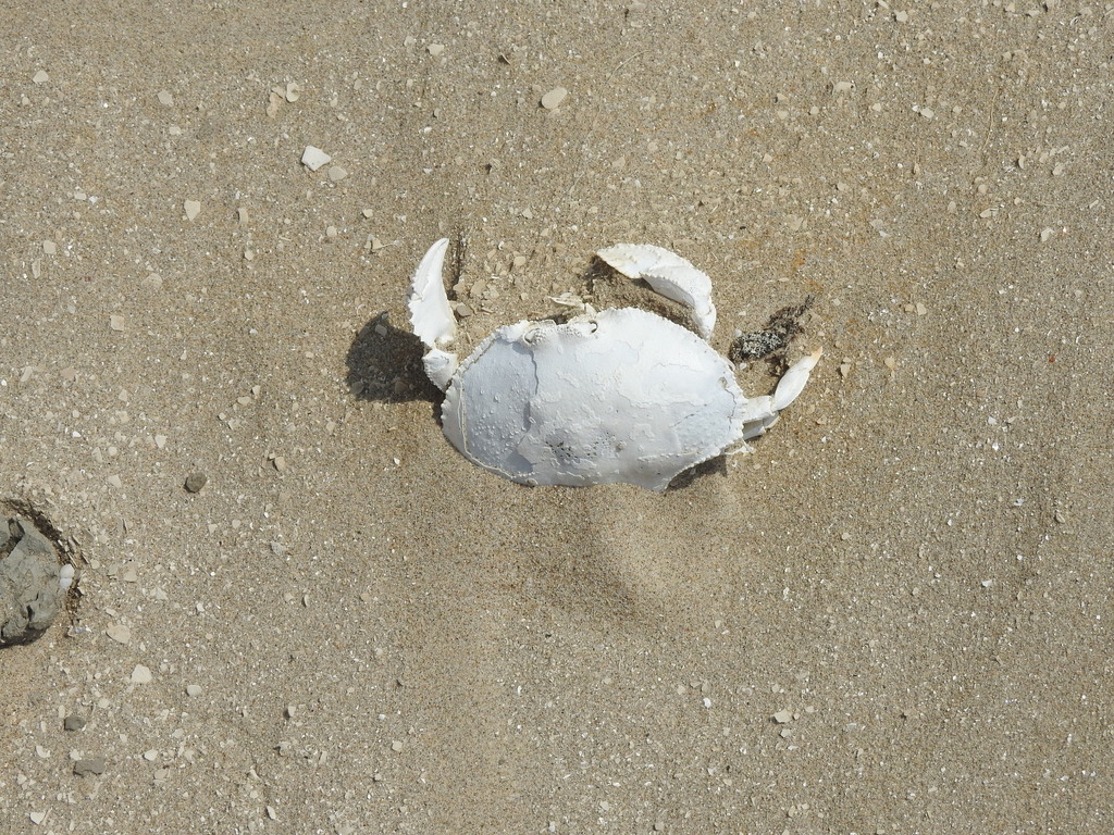 flecked box crab