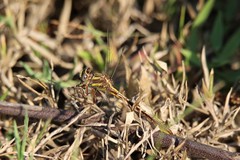 Phanogomphus minutus
