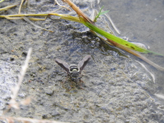 Hoplitimyia subalba