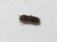 Xyleborinus saxesenii