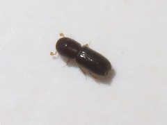 Xyleborinus saxesenii