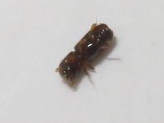 Xyleborinus saxesenii