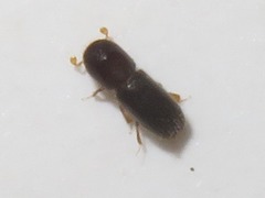 Xyleborinus saxesenii
