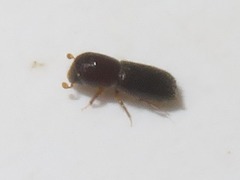 Xyleborinus saxesenii