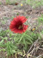 Gaillardia amblyodon