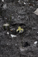 Moraea angusta