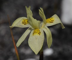 Moraea angusta