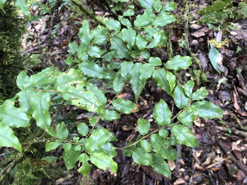 Symplocos formosana iNat (2)