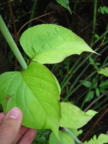 Himalayan honeysuckle