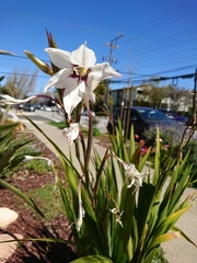 Gladiolus murielae