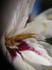 Gladiolus murielae