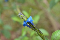 Stachytarpheta glabra