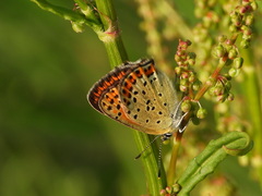 Lycaena tityrus