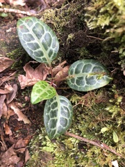 Pyrola alboreticulata