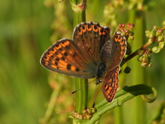 Lycaena tityrus