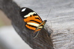 Heliconius ethilla narcaea